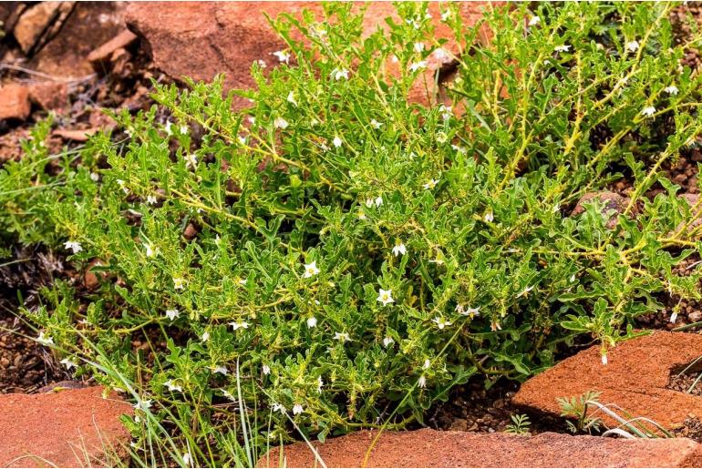 Solanum sodomaeodes -16522