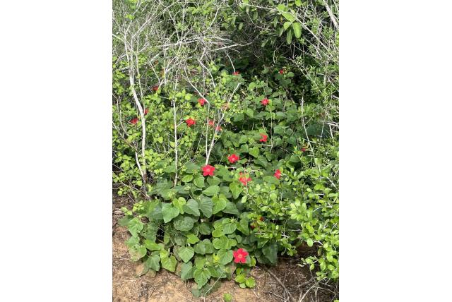 Martian hibiscus