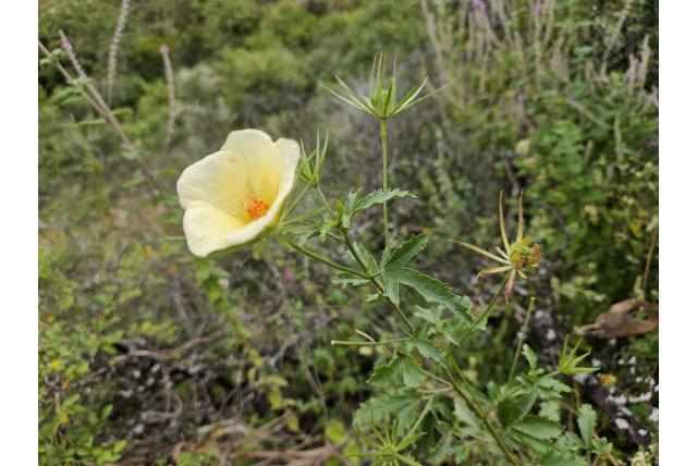 Coulter's hibiscus