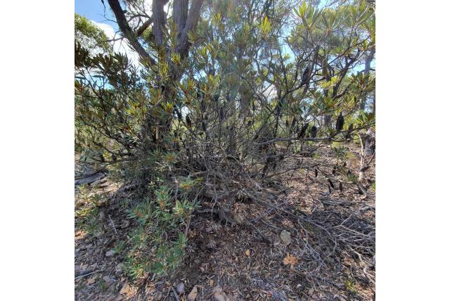 Newnes plateau banksia