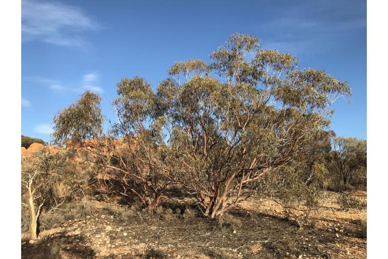 Eucalyptus carnei 16530