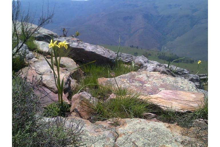 Moraea moggii -16531
