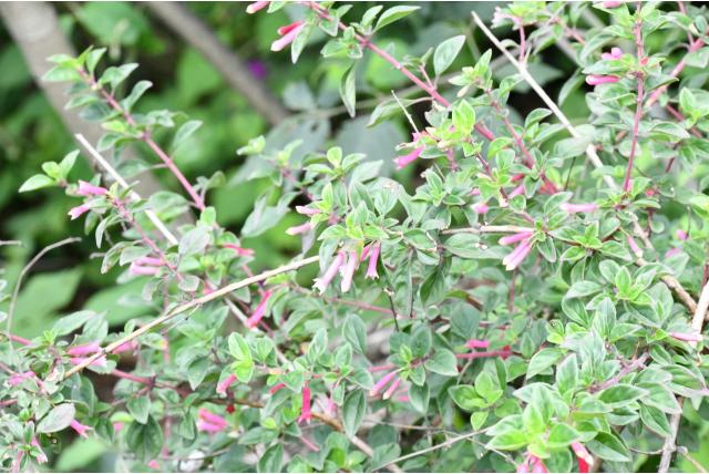 Tijmbladige fuchsia