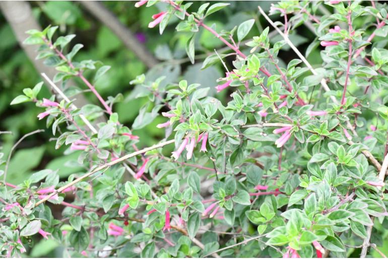 Fuchsia thymifolia -16532