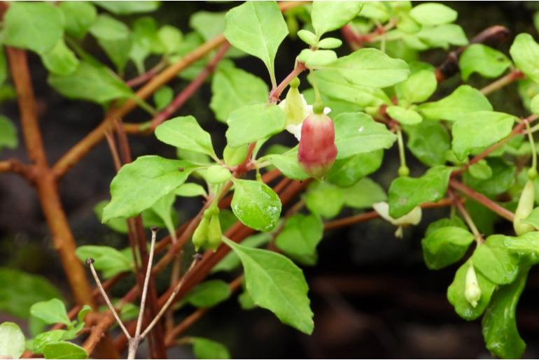 Fuchsia obconica -16538