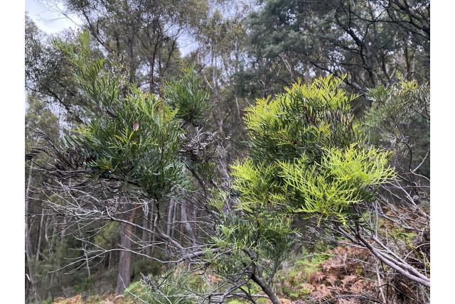 Lomatia met vruchten zien Lomatia met vruchten zien