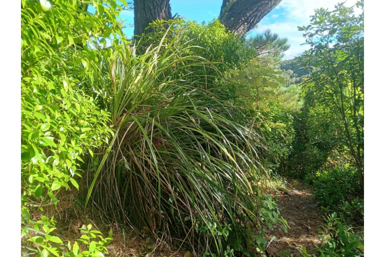 Astelia solandri -16566