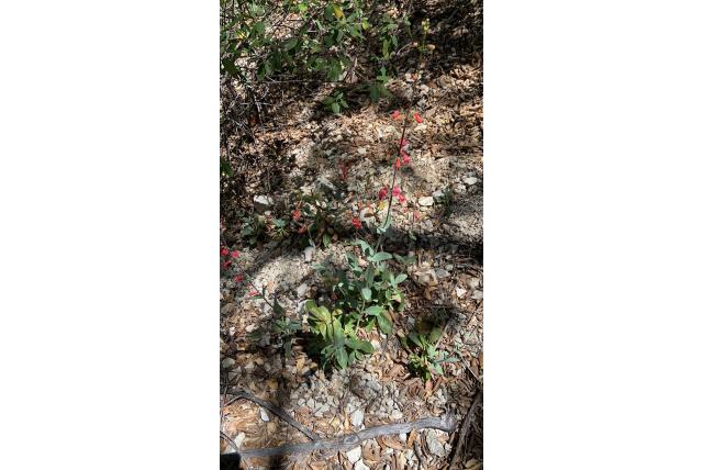 Super penstemon