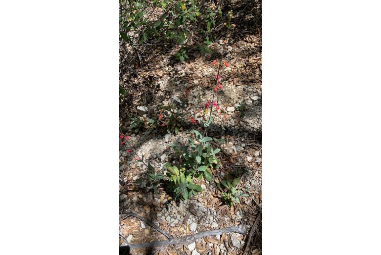 Penstemon superbus 16571