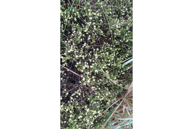 Zonder bloemblaadjes diosma