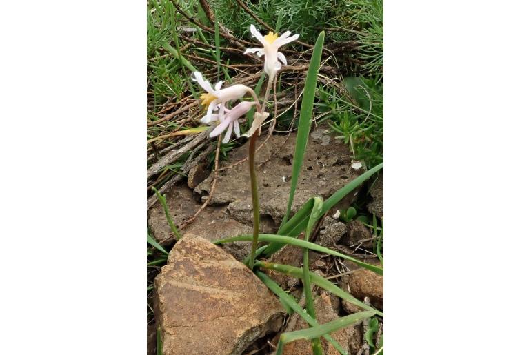 Tulbaghia natalensis 16580