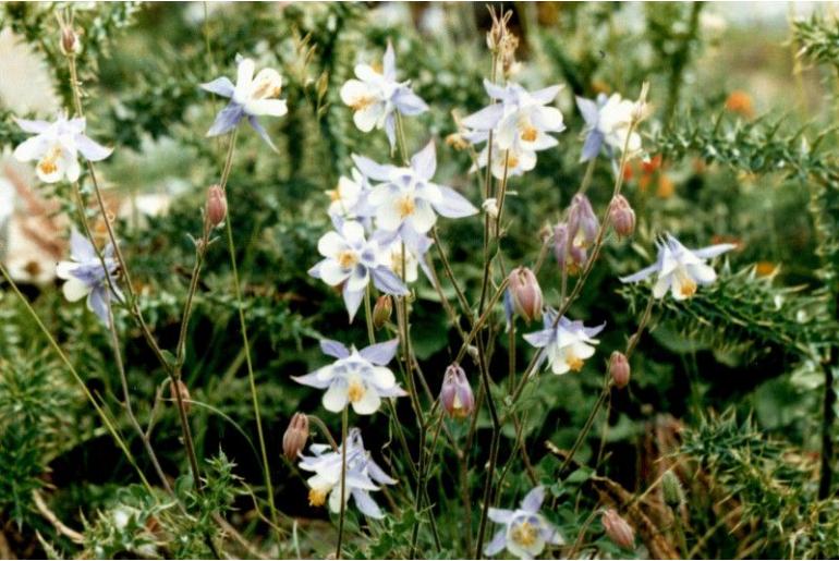Aquilegia amaliae -16582
