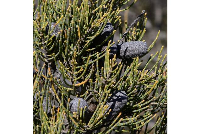 Helms' casuarina