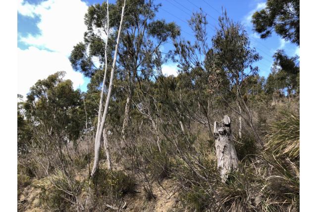 Eenbloemige casuarina