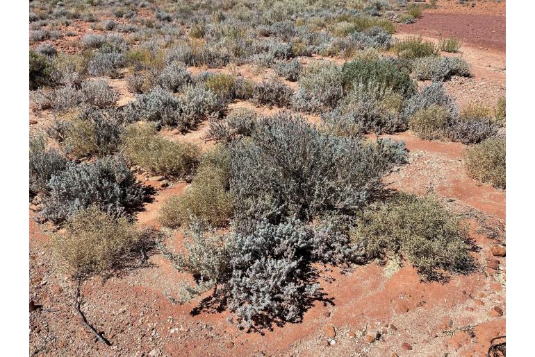 Atriplex quinii -16602