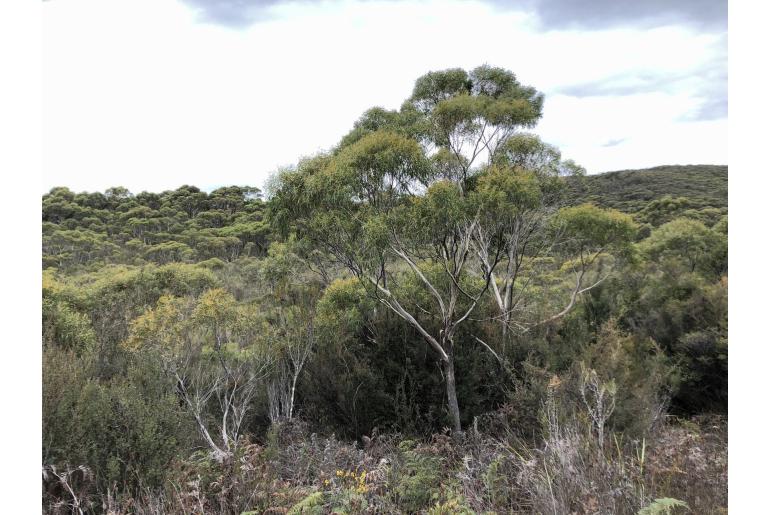 Eucalyptus nitida 16610