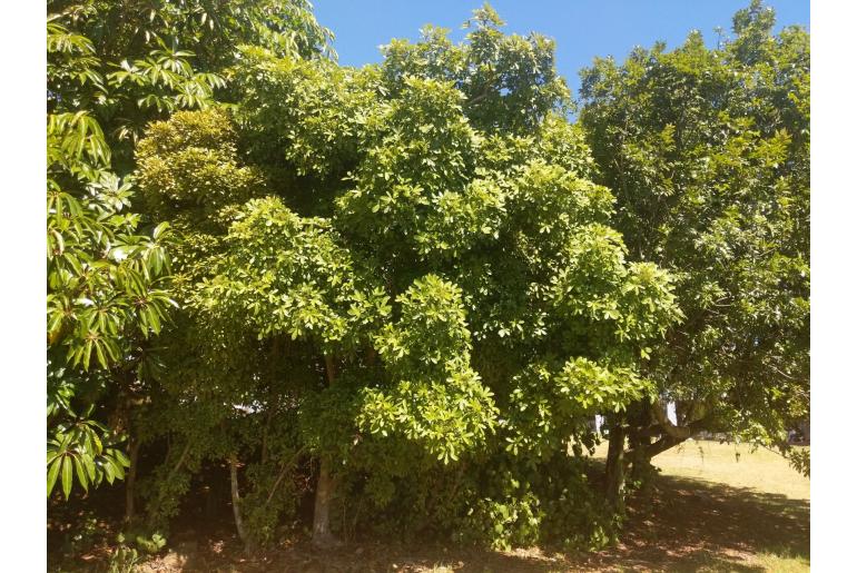 Pseudopanax lessonii&nbsp;16623