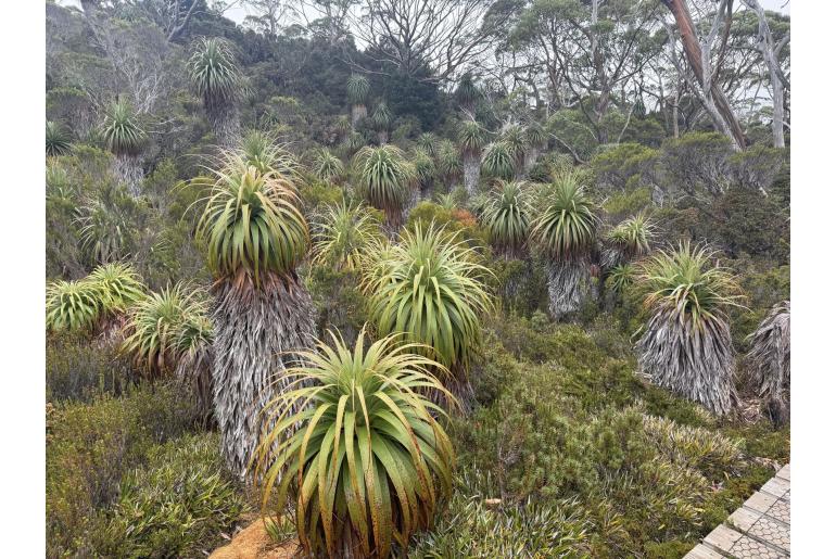 Richea pandanifolia&nbsp;16627