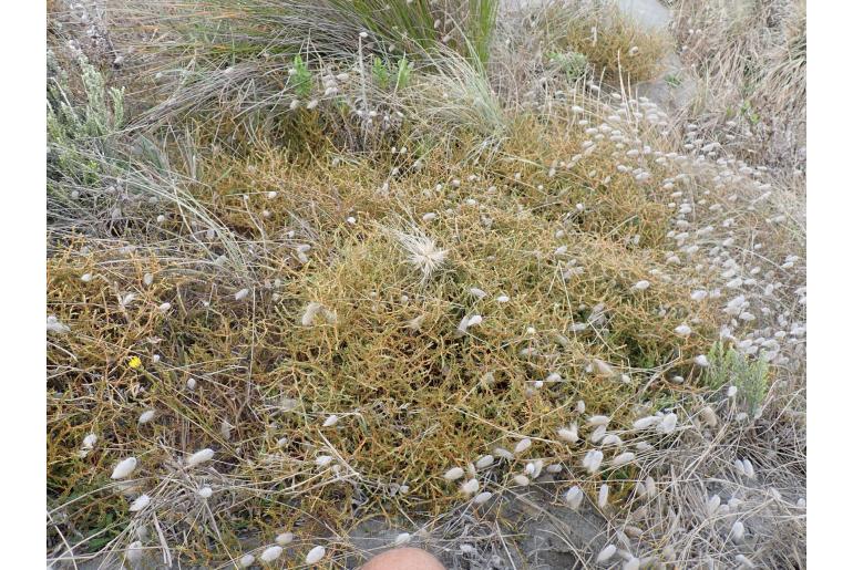 Coprosma acerosa -16633