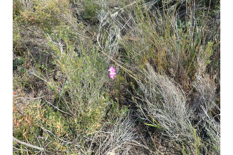 Ixia minor 16638