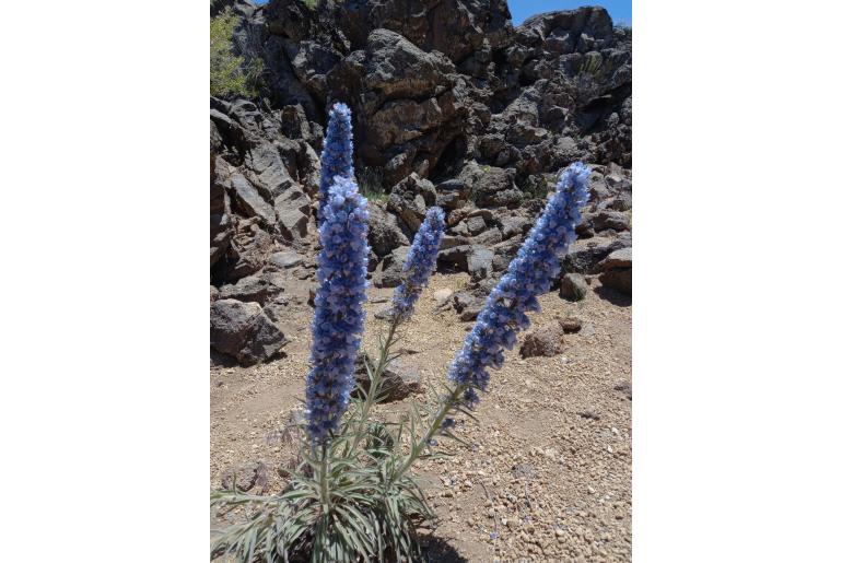 Echium auberianum -16643