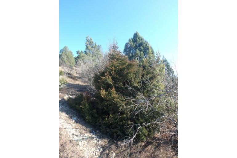 Juniperus foetidissima -16650