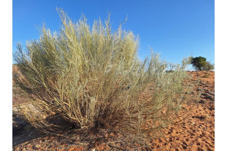 Calobota linearifolia&nbsp;16656
