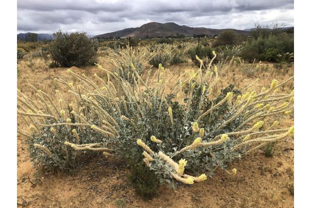 Langwerpig blad calobota