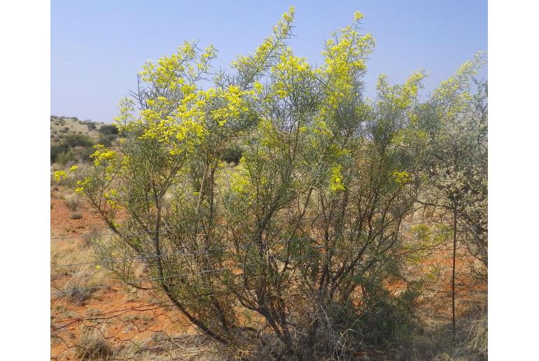 Calobota cuspidosa&nbsp;16660