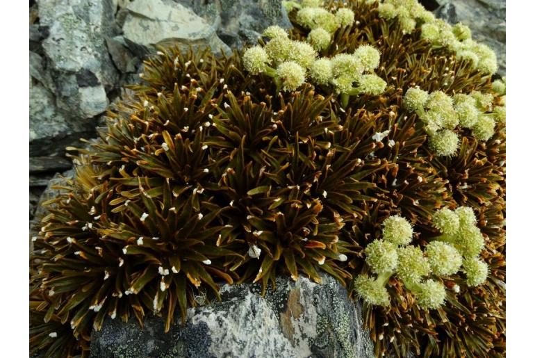 Aciphylla simplex&nbsp;16667