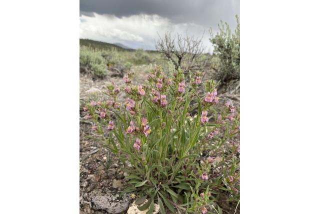 Barneby's penstemon