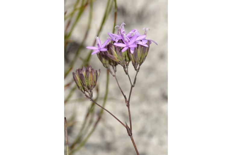 Corymbium glabrum var rogersii 16684
