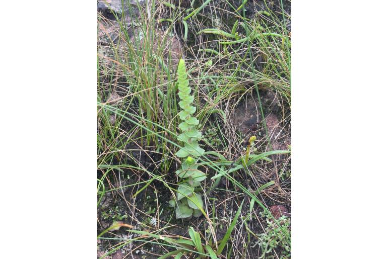 Crassula nodulosa 16685