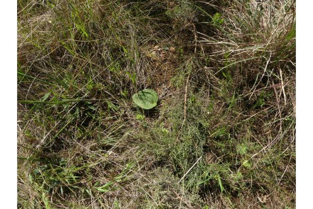 Kaapse eriospermum