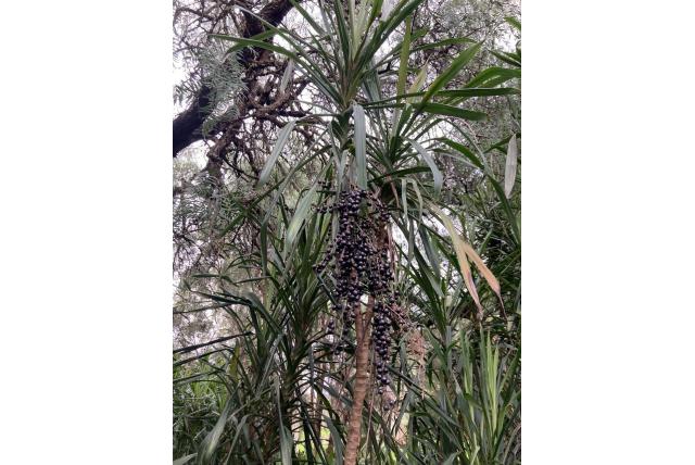 Smalbladige palmlelie