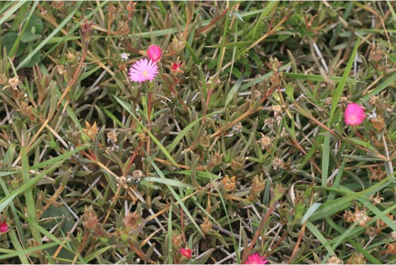Delosperma sulcatum&nbsp;16690