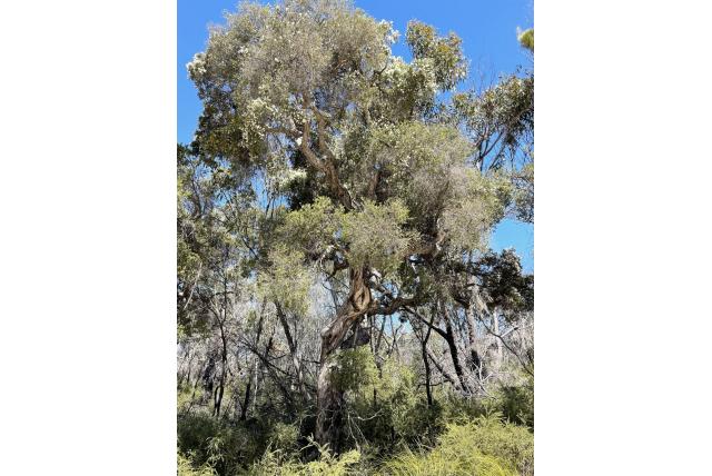 Cheel's Melaleuca