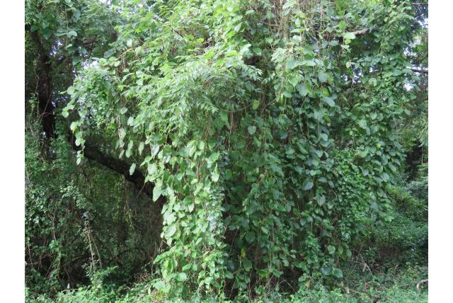 White's mondia