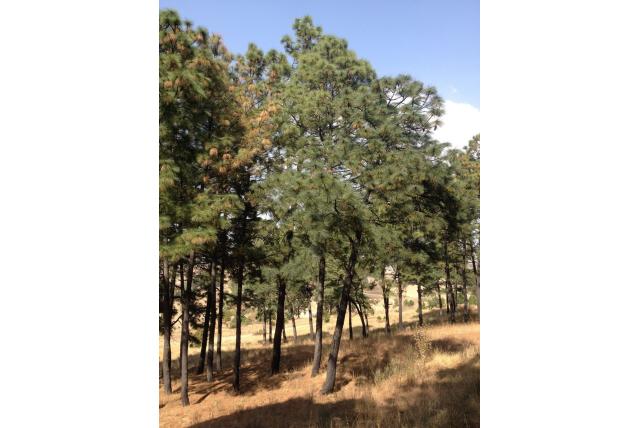 Montezuma den
