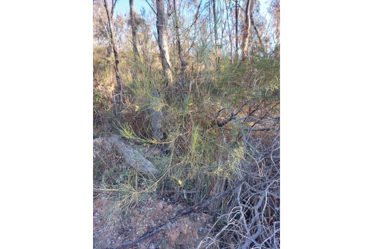 Acacia subulata -16704