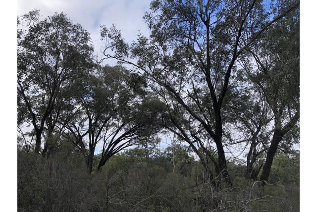 Queensland Eucalyptus Queensland Eucalyptus