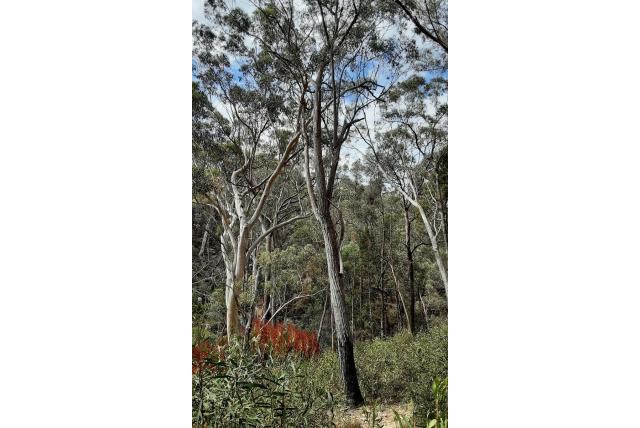 Laevo-rotatory pinene Eucalyptus Laevo-rotatory pinene Eucalyptus