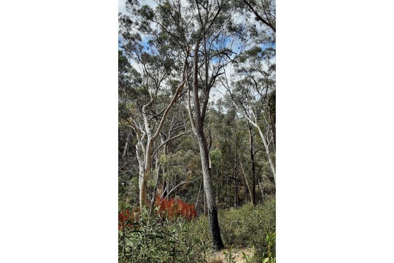Eucalyptus laevopinea 16707