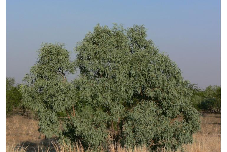 Eucalyptus microtheca 16708