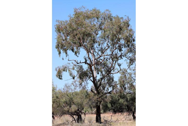 Eucalyptus ochrophloia 16709