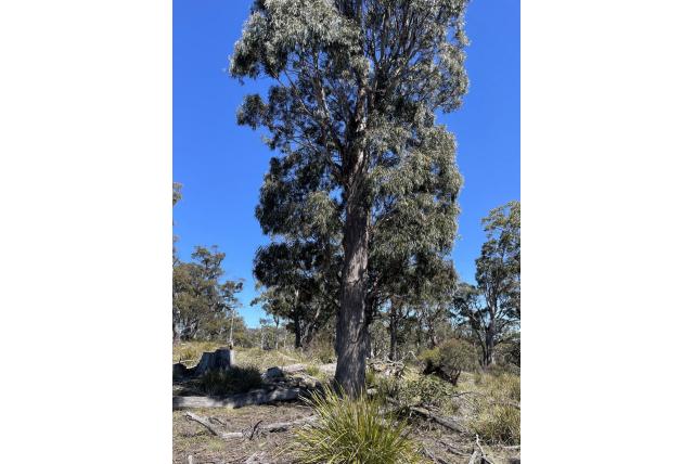 Zwarte Eucalyptus