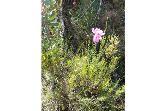 Verwarrende avondbloem