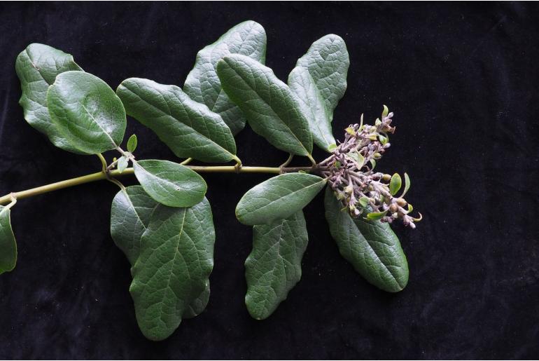 Garrya laurifolia ssp macrophylla -16717