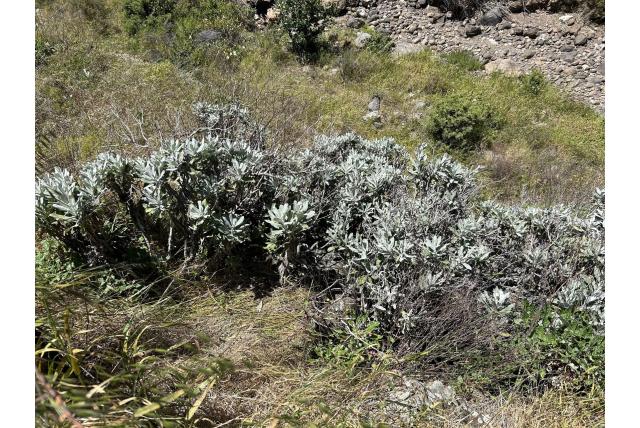 Geknipte hazardia Geknipte hazardia