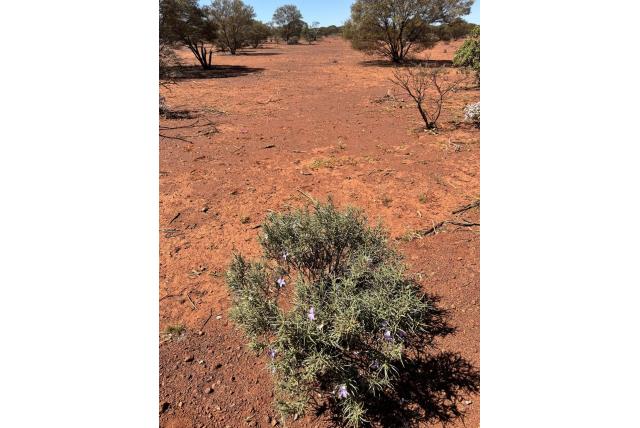 Spectaculaire eremophila Spectaculaire eremophila